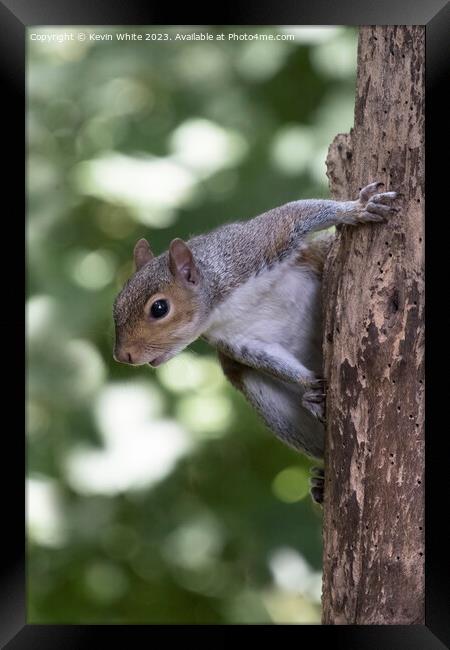 Grey squirrel hanging off an old tree with woodworm Framed Print by Kevin White