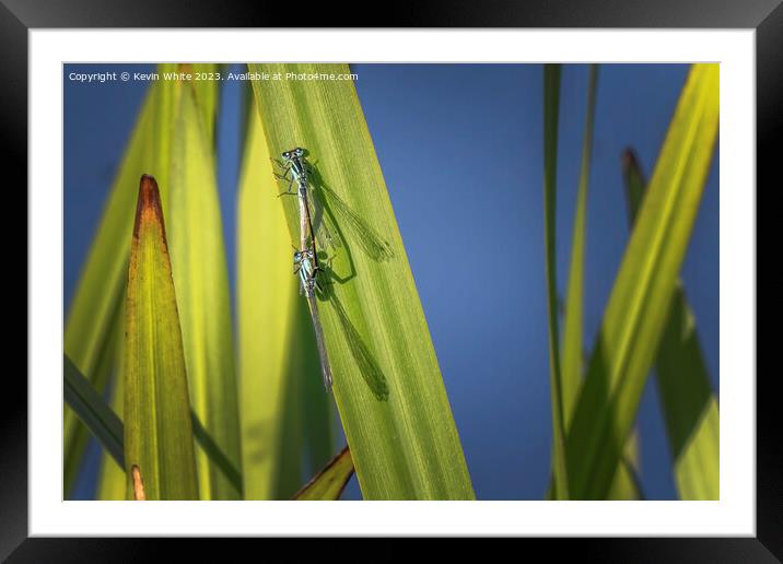 Damselflies getting ready to mate Framed Mounted Print by Kevin White