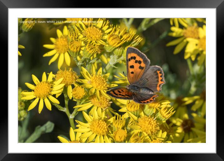 Small copper butterfly Framed Mounted Print by Kevin White