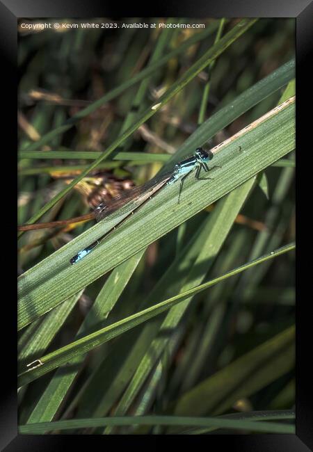 Damselfly waiting patiently for a mate Framed Print by Kevin White