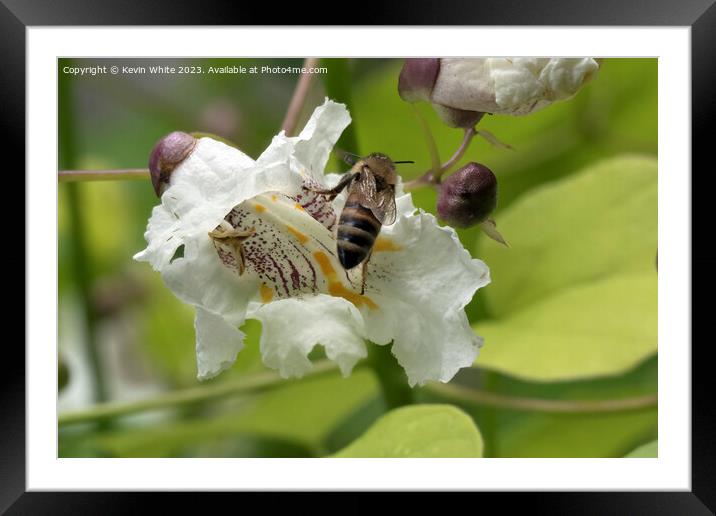 Flower visit from a honey bee Framed Mounted Print by Kevin White