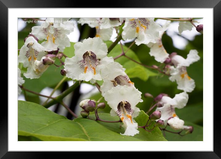 Beautiful flower of the Catalpa Indian bean tree Framed Mounted Print by Kevin White