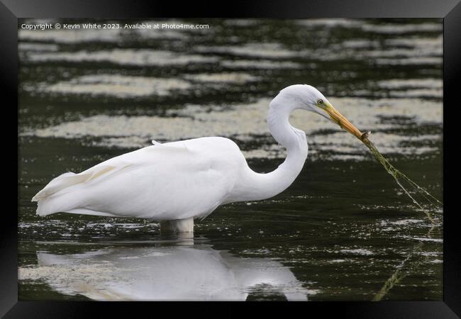 Great white egret has caught more than just a fish Framed Print by Kevin White