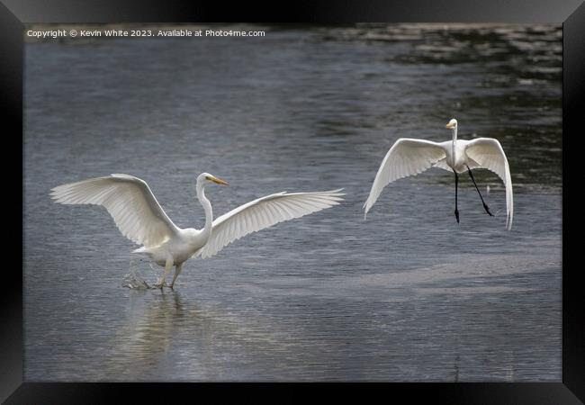 Great white Egrets playing around before mating Framed Print by Kevin White