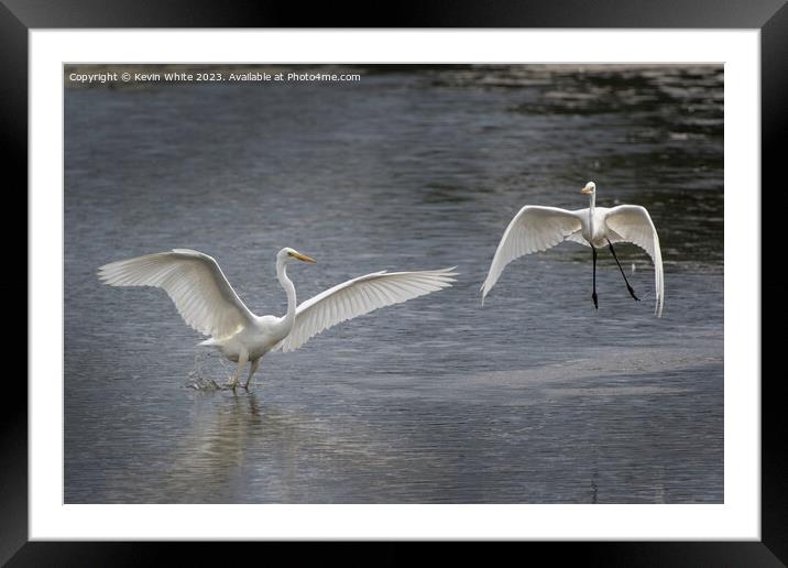 Great white Egrets playing around before mating Framed Mounted Print by Kevin White