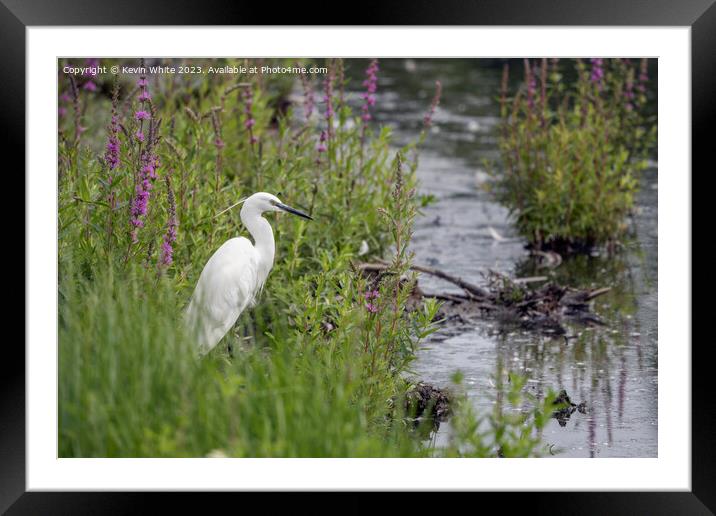 Little Egret sometimes called  white herons Framed Mounted Print by Kevin White