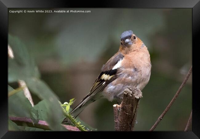 Young Chaffinch still looking fluffy Framed Print by Kevin White