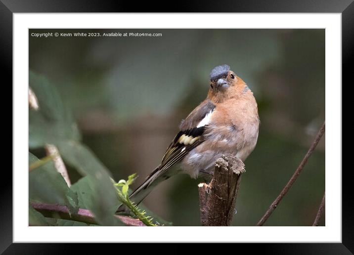 Young Chaffinch still looking fluffy Framed Mounted Print by Kevin White