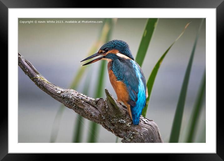 Kingfisher perched on a log ready to dive for a fish Framed Mounted Print by Kevin White
