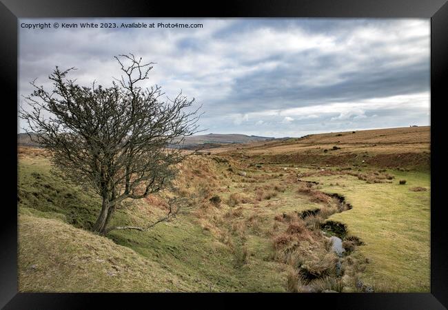 Surviving tree next to stream on Dartmoor Framed Print by Kevin White
