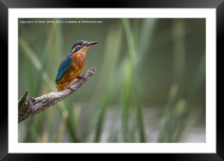 Common Kingfisher with room on right for text Framed Mounted Print by Kevin White