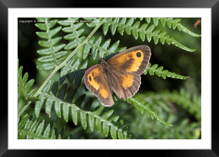Gatekeeper butterfly in summer Framed Mounted Print by Kevin White