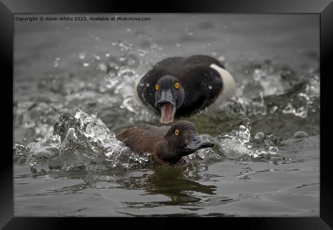 Distant out of focus Tufted male duck chasing female Framed Print by Kevin White