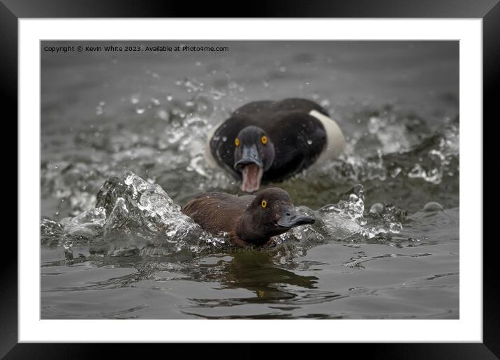 Distant out of focus Tufted male duck chasing female Framed Mounted Print by Kevin White