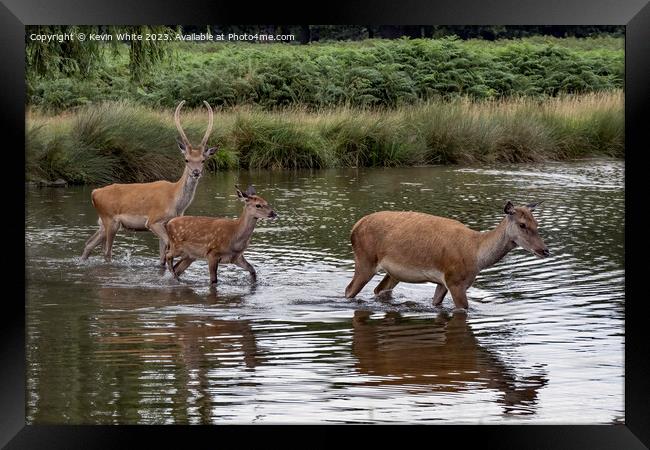 Family of deer crossing over the shallow pond Framed Print by Kevin White