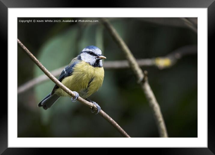 Blue Tit with nut in beak Framed Mounted Print by Kevin White
