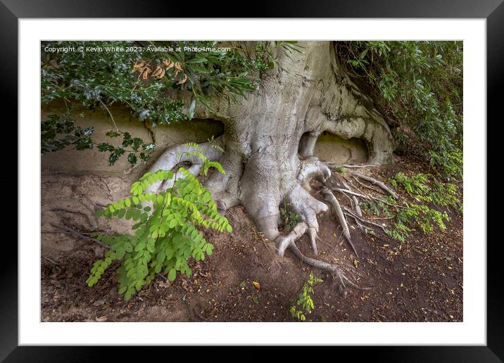 Soil erosion exsposes large tree roots Framed Mounted Print by Kevin White