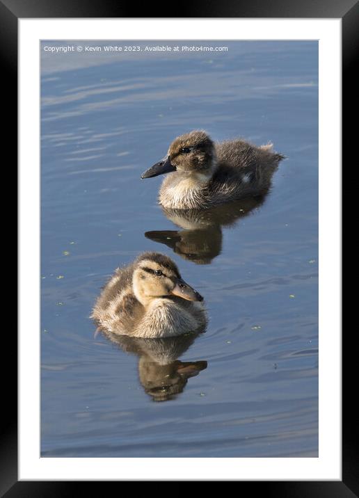 A pair of two very fluffy ducklings Framed Mounted Print by Kevin White