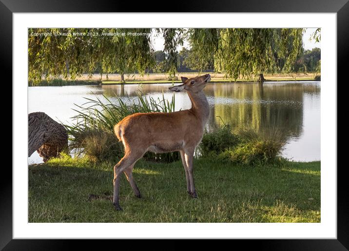 Young deer about to eat weeping willow leaves  Framed Mounted Print by Kevin White
