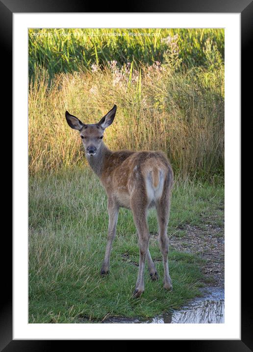 Fawn looking around with curiosity Framed Mounted Print by Kevin White