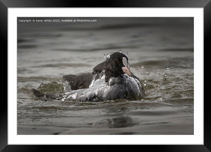 Coot coming up from a dive Framed Mounted Print by Kevin White