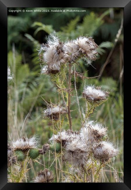 Beauty of the wild thistle  Framed Print by Kevin White