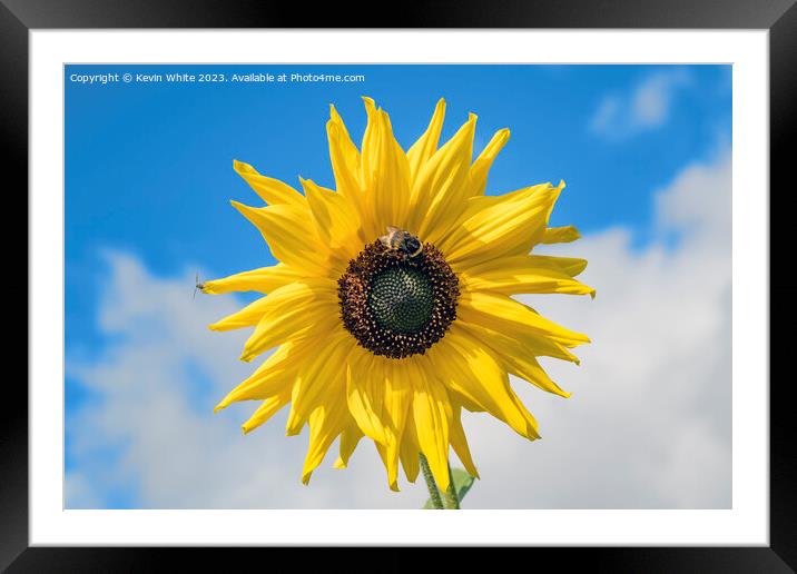 Sunflower and bee Framed Mounted Print by Kevin White