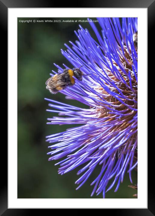 Bee extracting pollen from a thistle flower Framed Mounted Print by Kevin White