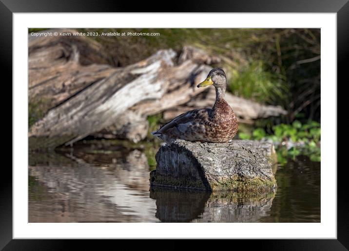 Duck resting in the sunshine on a log Framed Mounted Print by Kevin White