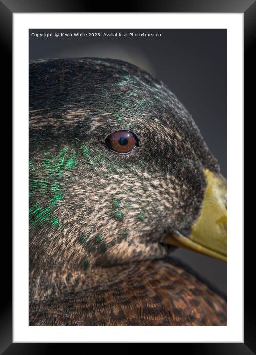Mallard duck close up of eye Framed Mounted Print by Kevin White