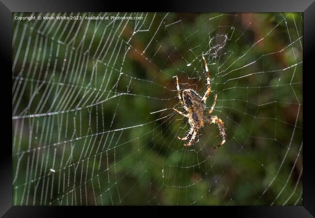 European garden spider Framed Print by Kevin White