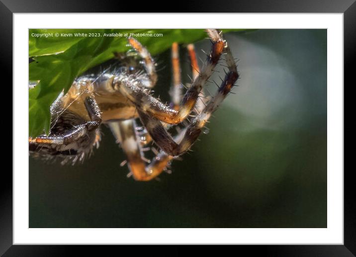 Hairy legs of the garden spider Framed Mounted Print by Kevin White