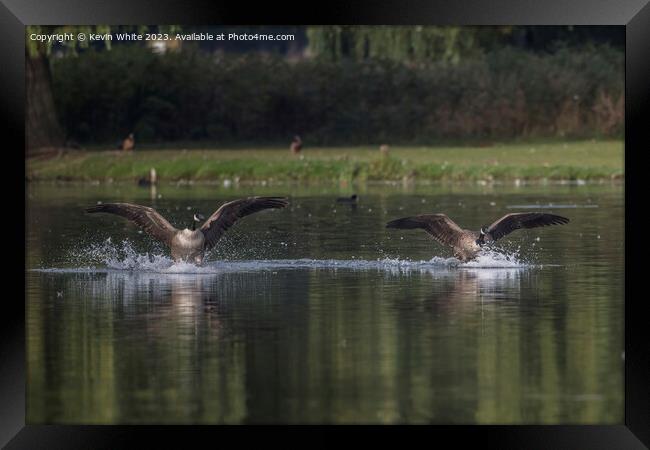 Canada geese landing together Framed Print by Kevin White