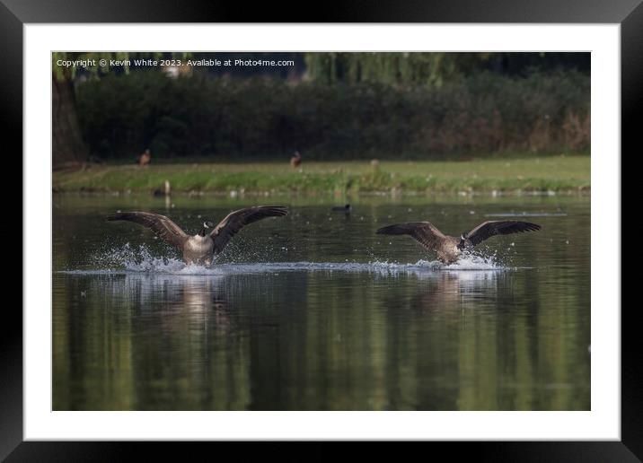 Canada geese landing together Framed Mounted Print by Kevin White