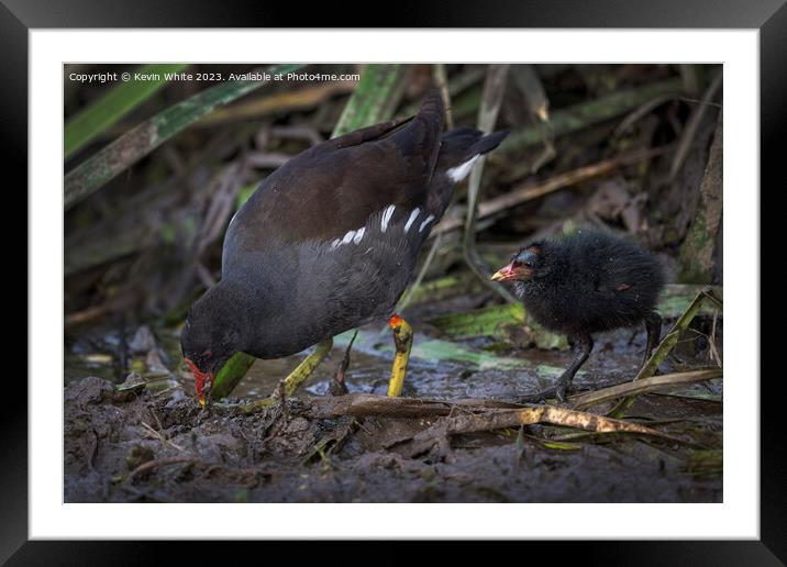 Moorhen showing her chick how to find food Framed Mounted Print by Kevin White