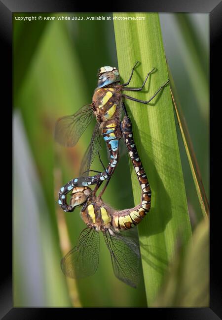 Dragonflie mating in the reeds Framed Print by Kevin White