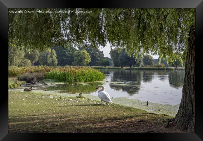 Bushy Park pond view from under the tree Framed Print by Kevin White