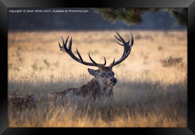 Huge antlers on the stag of a Bushy Park deer Framed Print by Kevin White