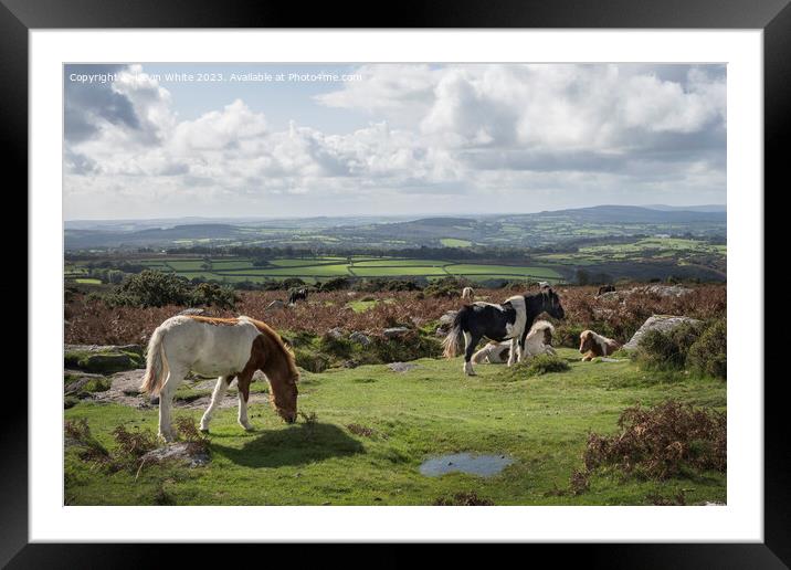 Wild ponies relaxing and grazing in Dartmoor Framed Mounted Print by Kevin White