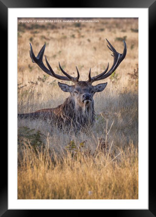 Adult male deer a mighty impressive beast Framed Mounted Print by Kevin White