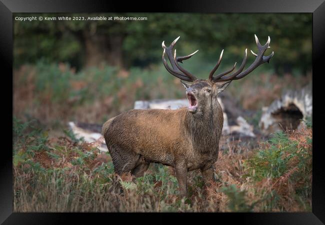 Big mouth adult red deer Framed Print by Kevin White