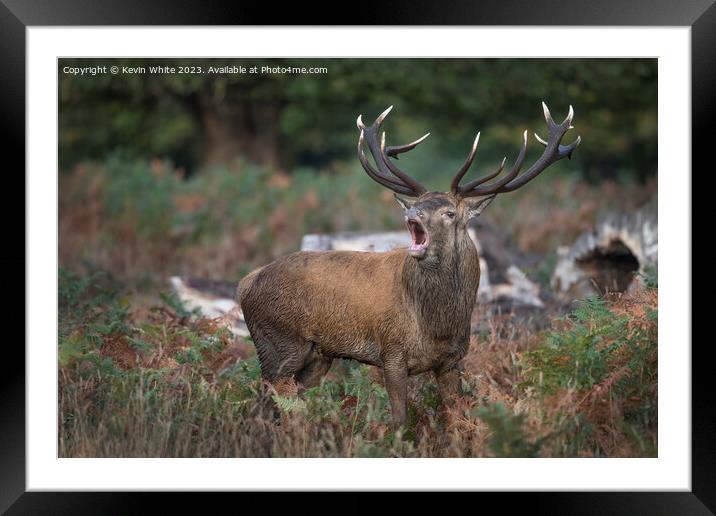 Big mouth adult red deer Framed Mounted Print by Kevin White