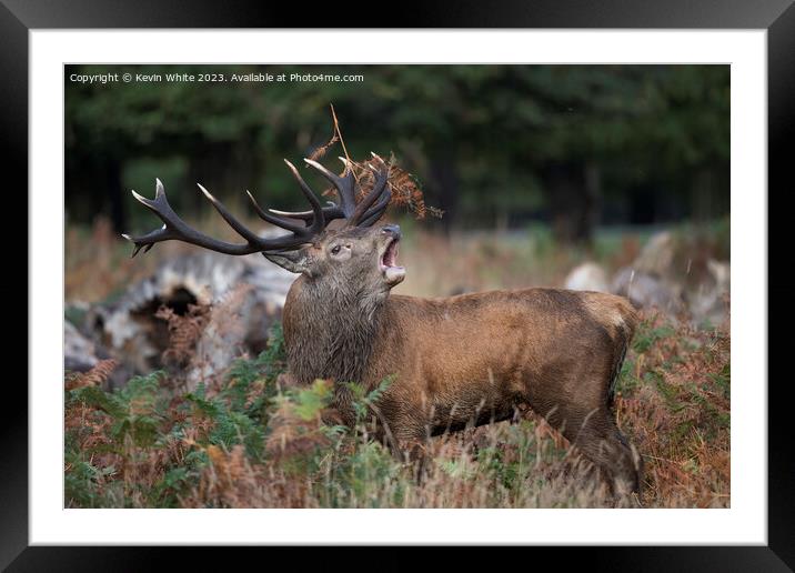 Fern stuck in Red deer antlers Framed Mounted Print by Kevin White