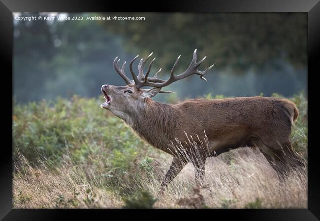 Red deer stag in seach of a female Framed Print by Kevin White