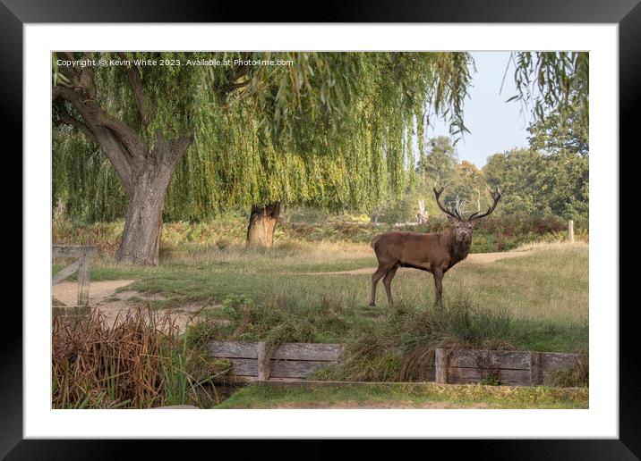 Bushy Park red deer standing by a stream Framed Mounted Print by Kevin White