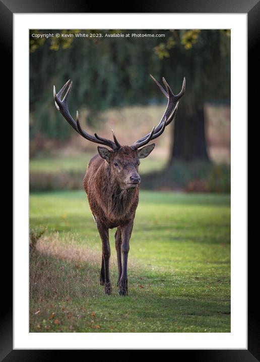 Old male red deer with impressive antlers Framed Mounted Print by Kevin White