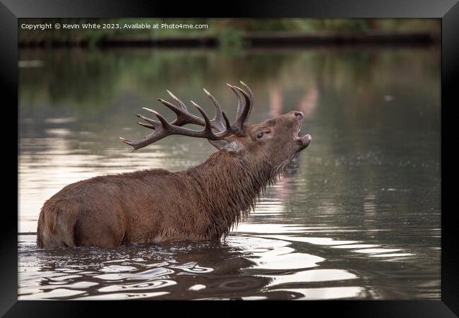 Red deer calling across the pond to a Hind he has spotted Framed Print by Kevin White