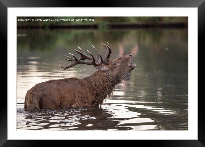 Red deer calling across the pond to a Hind he has spotted Framed Mounted Print by Kevin White