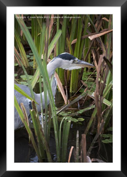 Heron has spotted something in the long reeds Framed Mounted Print by Kevin White