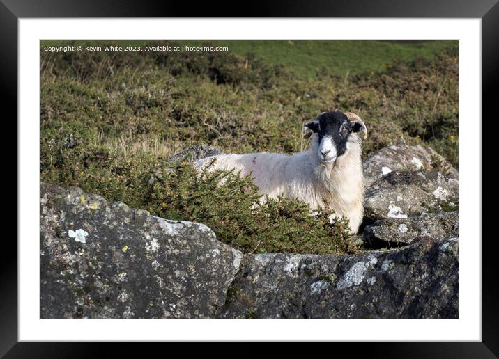 Black headed sheep sheilding from the harsh winds behind a rock Framed Mounted Print by Kevin White